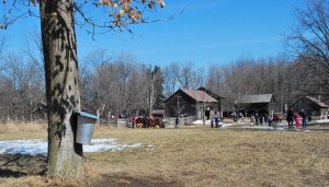 maple-syrup-fest2-e1484843776651