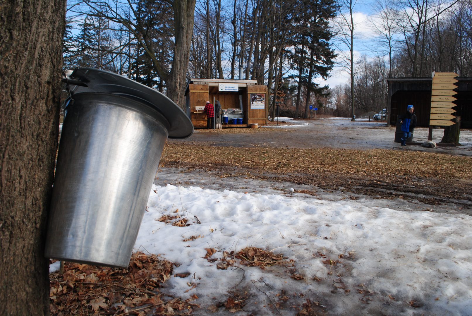 Maple Syrup Festival Visit Oakville