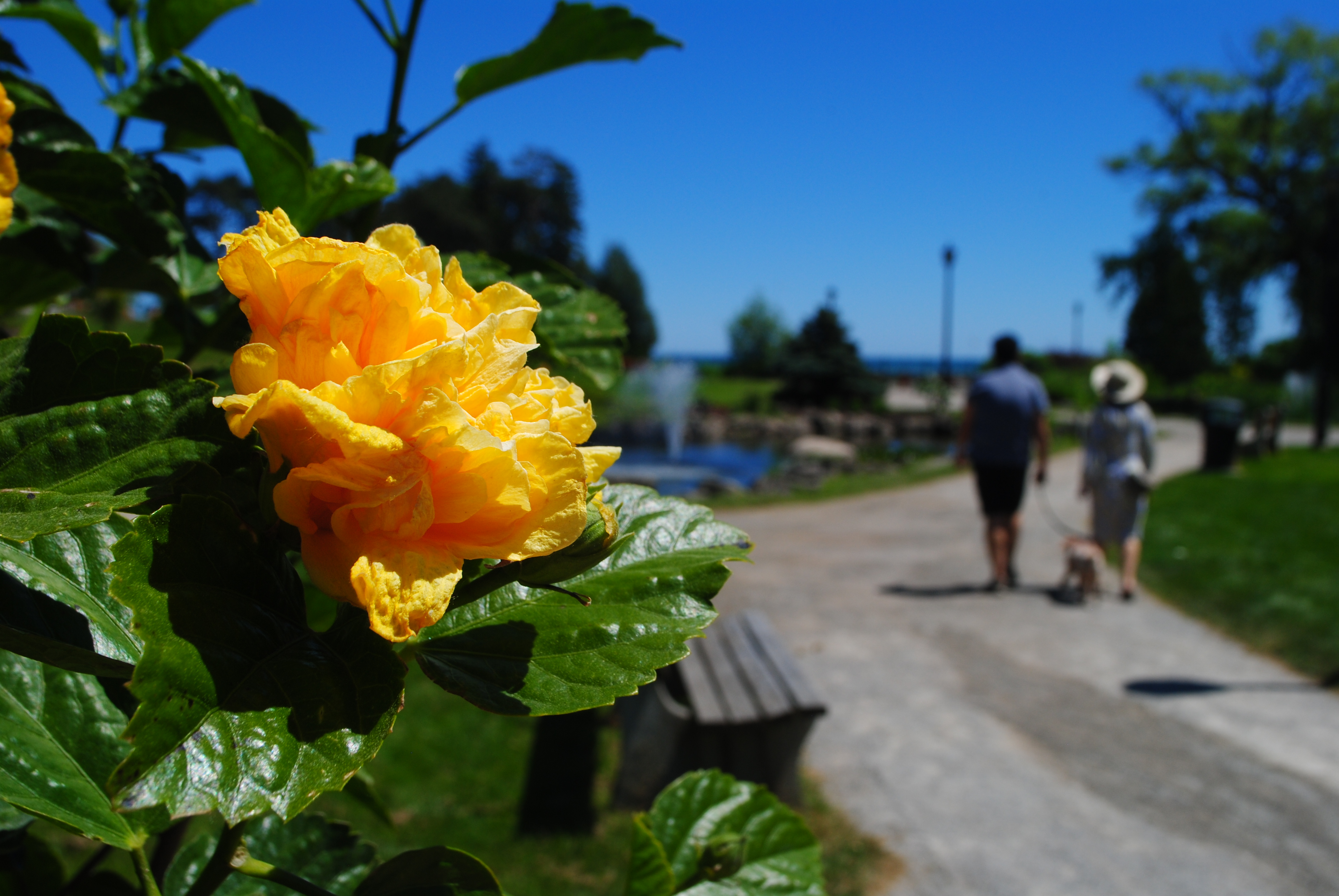 Gairloch Gardens