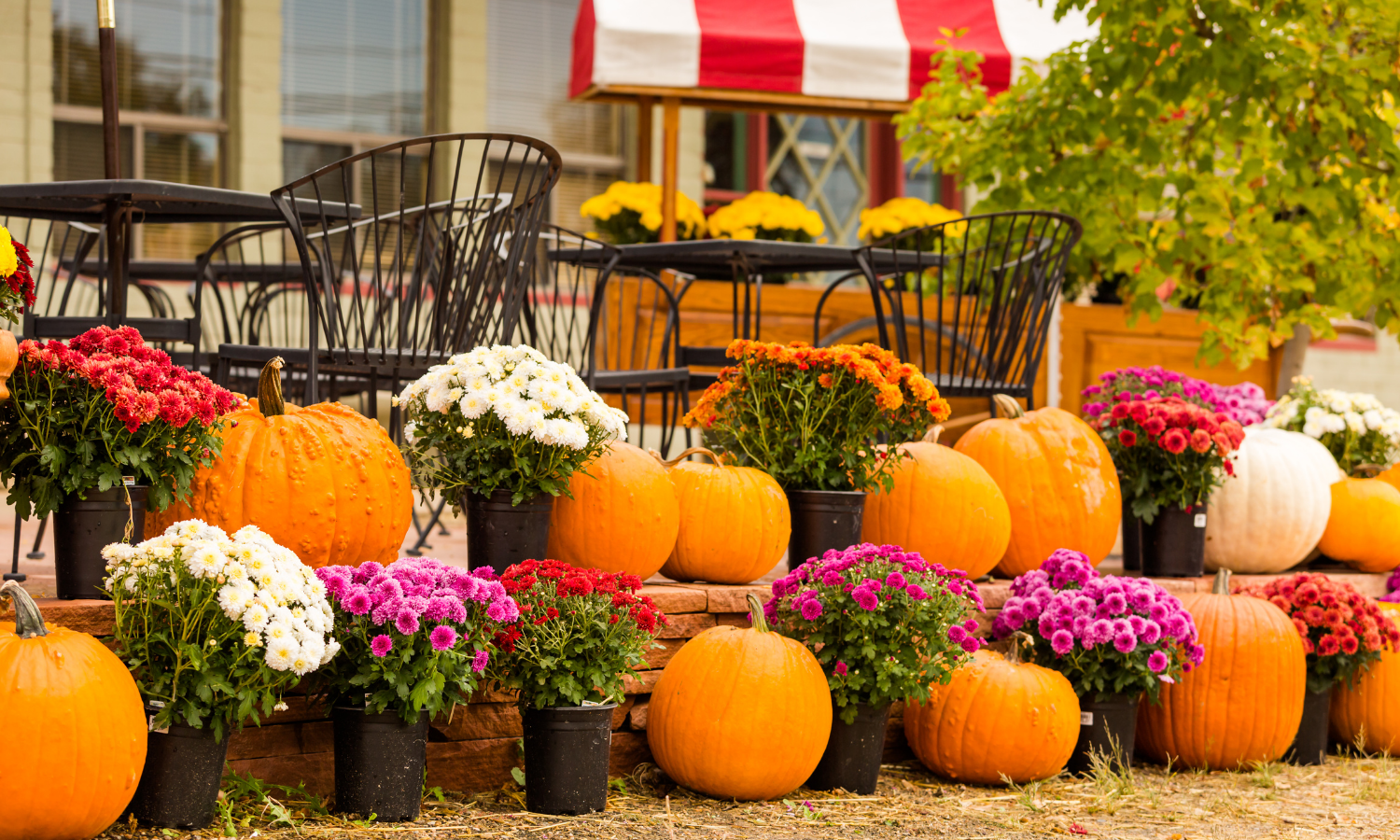 Urban Pumpkin Patch - 2022