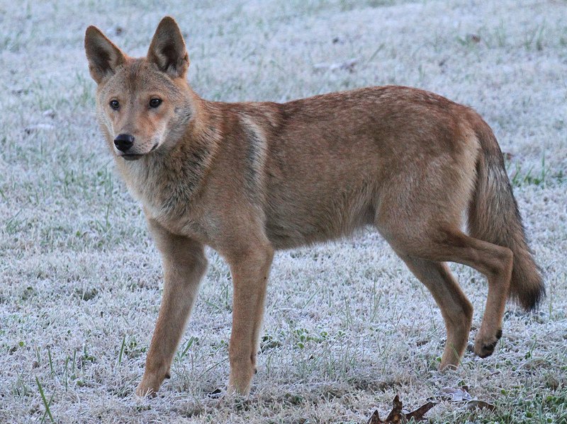 Howl'n New Years Eve