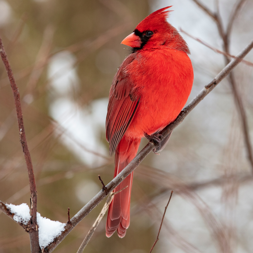 Outdoor Sports To Try In Oakville This Winter Visit Oakville