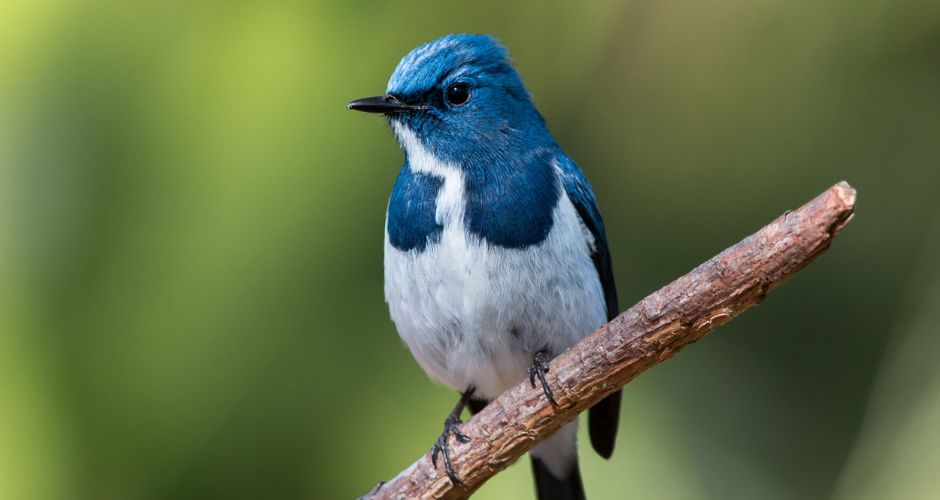 Basics To Birding: Walk And Workshop - Jun 03