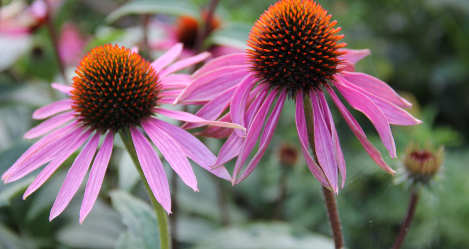 Bronte Horticultural Society Plant Sale