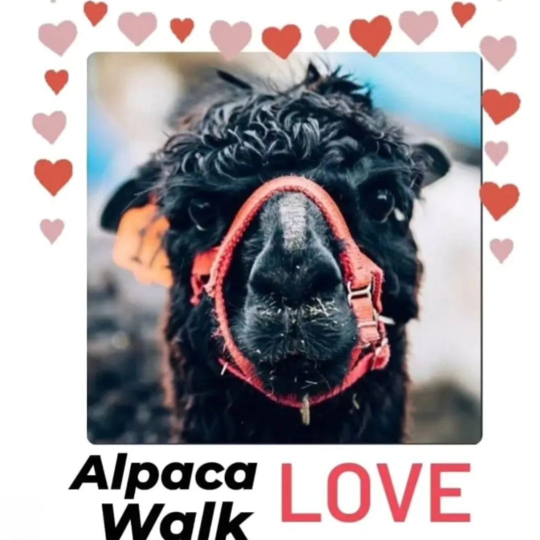 Alpaca Love Walk - 2024