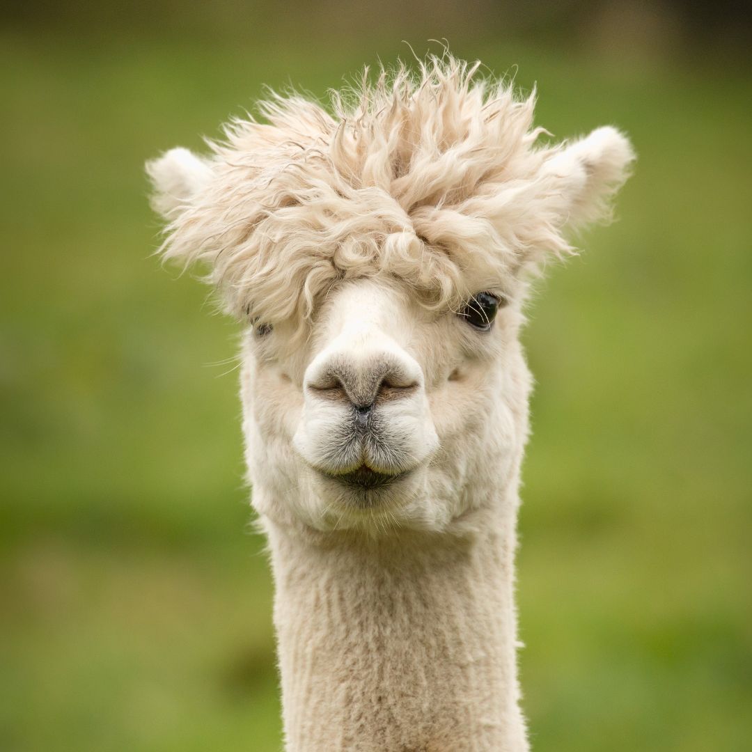 Alpaca Walk for Parkinson’s