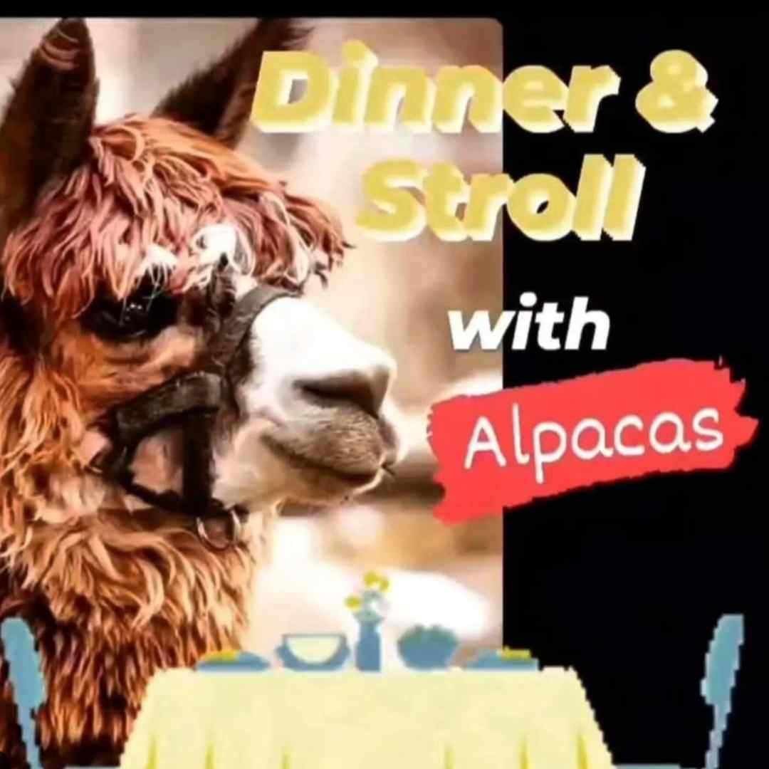 Dinner & Stroll with Alpacas