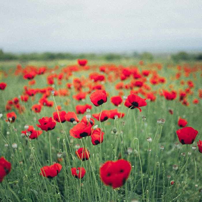 Oakville Museum | Family Remembrance Day