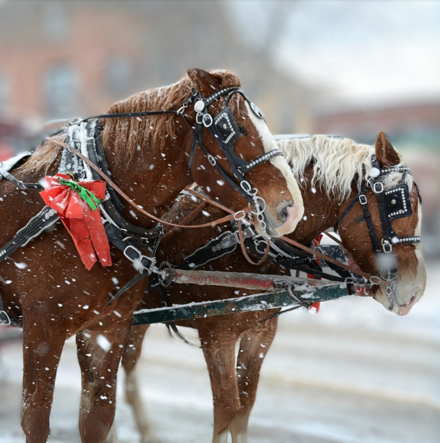 Horse and Carriage Rides in Downtown Oakville