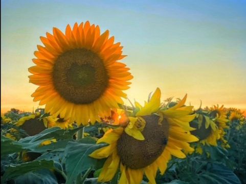 Intro to Photography on your Phone