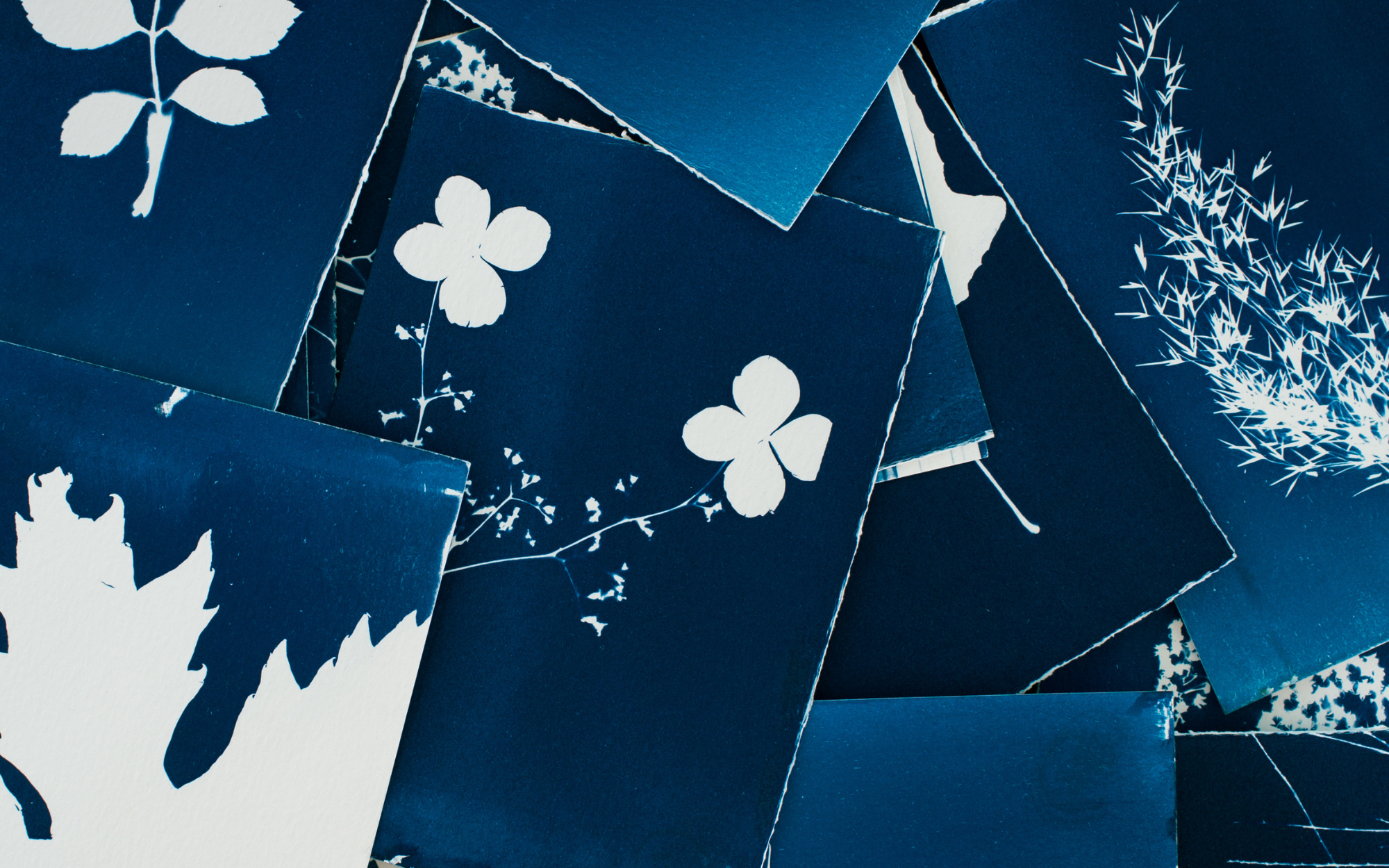 Family Saturdays: Cyanotype