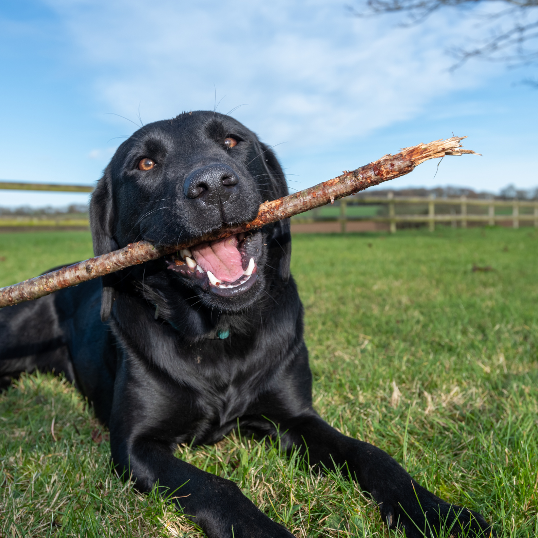 Labpalooza 2026: Dog Walk and Play